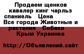 Продаем щенков кавалер кинг чарльз спаниель › Цена ­ 60 000 - Все города Животные и растения » Собаки   . Крым,Украинка